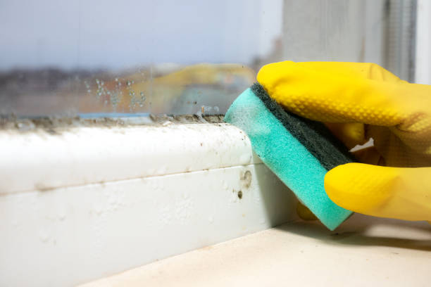 Home Mold Removal in Scaggsville, MD