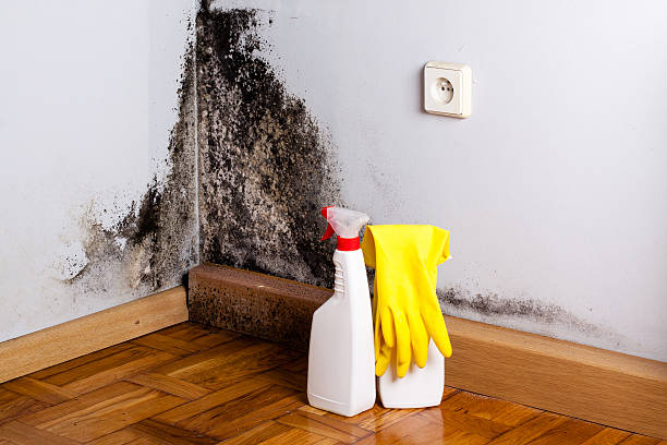 Mold Testing and Removal